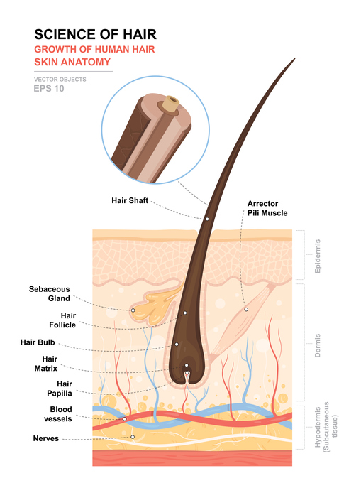 Understanding the Hair Growth Cycle - Toppik Blog