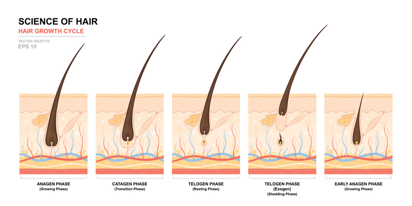Understanding the Hair Growth Cycle - Toppik Blog