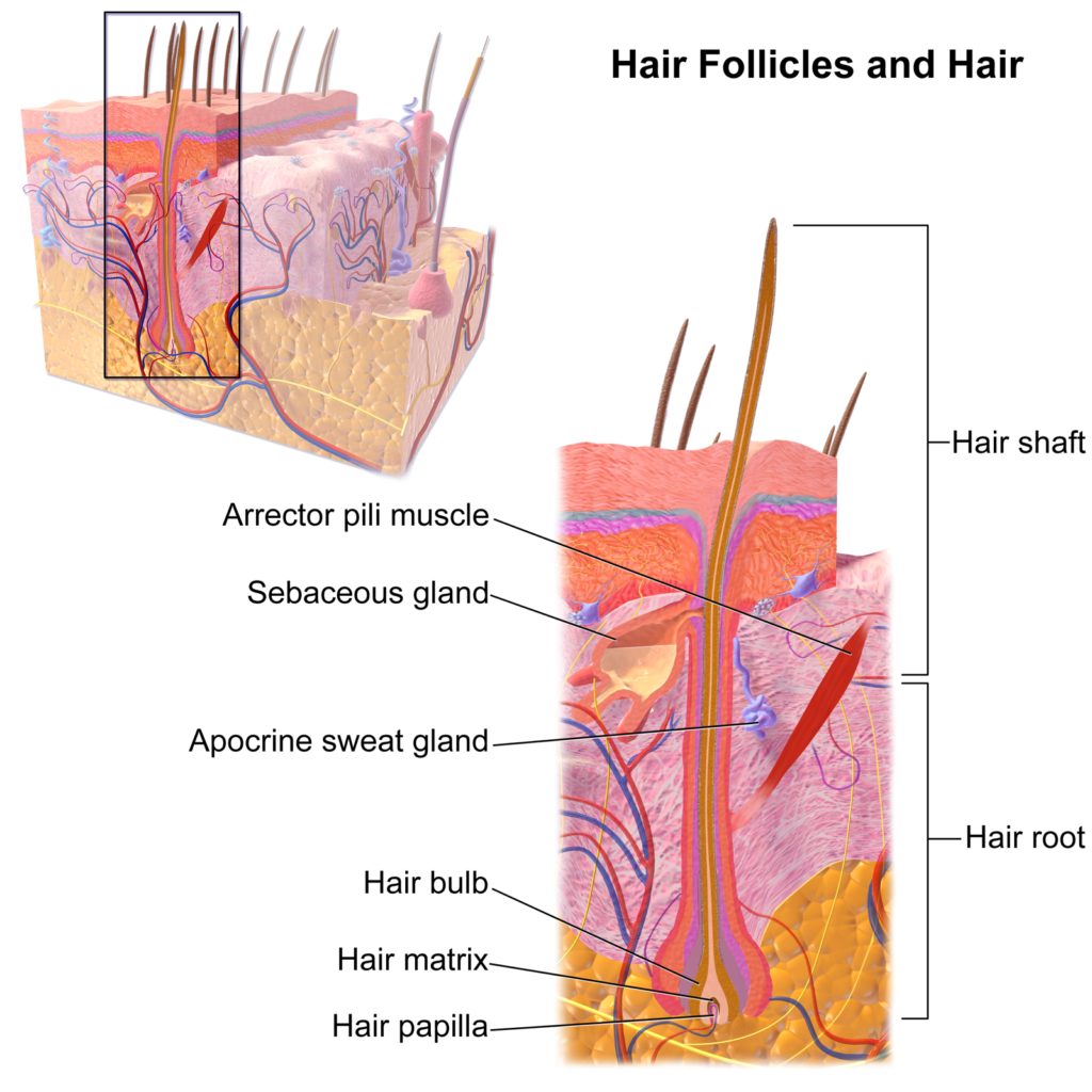 Maintaining Healthy Hair Follicle Function Toppik Hair Blog